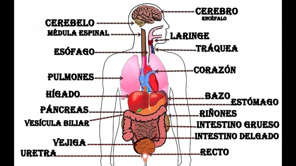 Entero: Conociendo Todas las Partes que lo Componen 1 Entero: Conociendo Todas las Partes que lo Componen