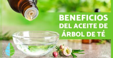 Beneficios y Usos de la Esencia de Arbol de Te 4 Beneficios y Usos de la Esencia de Arbol de Te