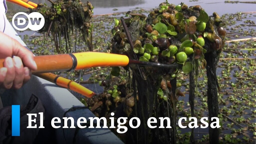 Especie Adaptada: Sobreviviendo en Zonas de Alta Humedad 1 Especie Adaptada: Sobreviviendo en Zonas de Alta Humedad