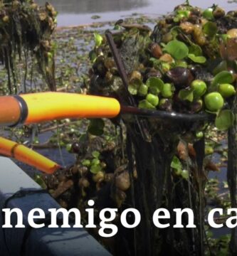 Especie Adaptada: Sobreviviendo en Zonas de Alta Humedad
