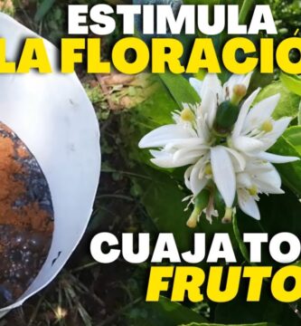 Fertilizante Foliar para Floración: Guía Esencial