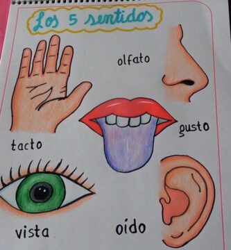 Actividades Creativas: Fichas de los Sentidos para Colorear