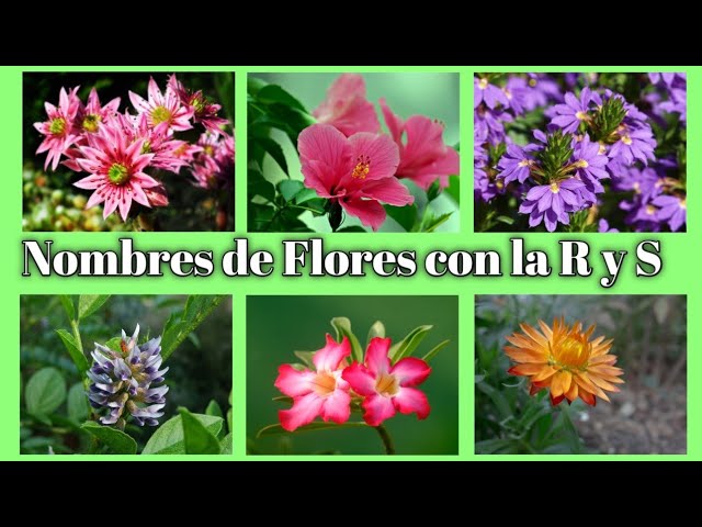 Secretos de Siembra: Cultivando Flores con la Letra S 1 Secretos de Siembra: Cultivando Flores con la Letra S