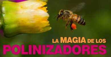 Descubre Cómo la Flor es Polinizada por Escarabajos 4 Descubre Cómo la Flor es Polinizada por Escarabajos