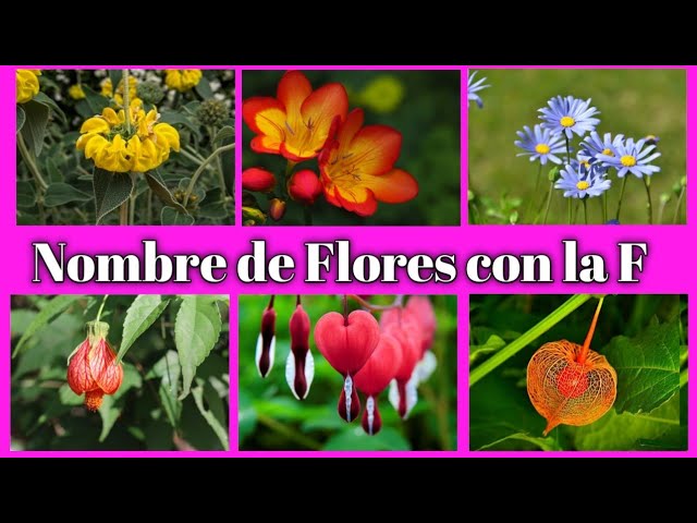 Fascinantes Flores con la Letra F: Guía Detallada y Descriptiva 1 Fascinantes Flores con la Letra F: Guía Detallada y Descriptiva