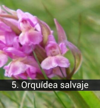 Encantadoras Variedades de Flores en Francia Únicas