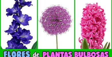 Descubre 7 Flores Exóticas que se Parecen a los Tulipanes