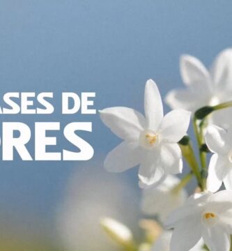 Descubre Inspiradoras Frases de Florecer para Motivarte