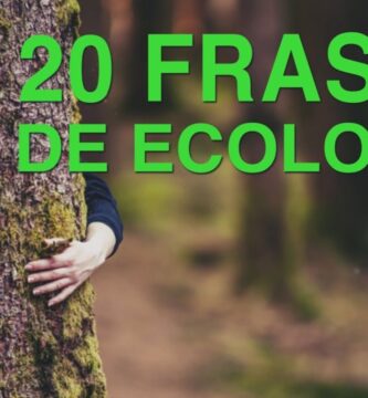 Utilizando Frases de Reforestación para Promover la Sostenibilidad Ambiental