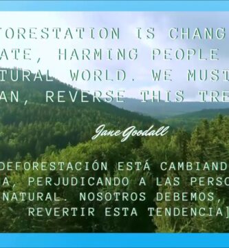 Impactantes Frases sobre la Deforestación y Concienciación