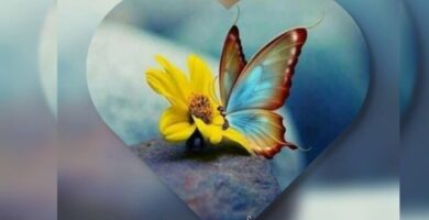 Las Mejores Frases Inspiradoras Sobre Mariposas 4 Las Mejores Frases Inspiradoras Sobre Mariposas