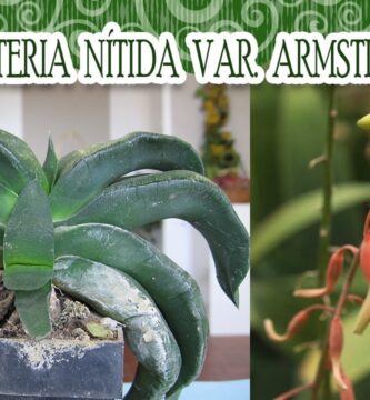 Guía Completa para el Cultivo de Gasteria Nitida Var Armstrongii