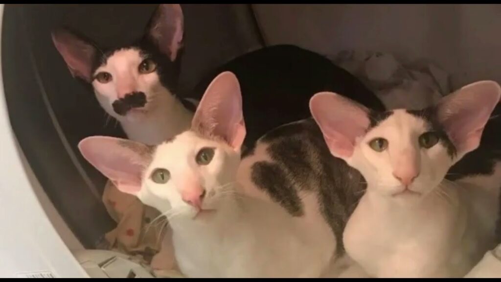 Descubriendo Gatos con Orejas Largas: Guía Completa 1 Descubriendo Gatos con Orejas Largas: Guía Completa