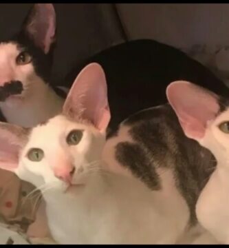 Descubriendo Gatos con Orejas Largas: Guía Completa