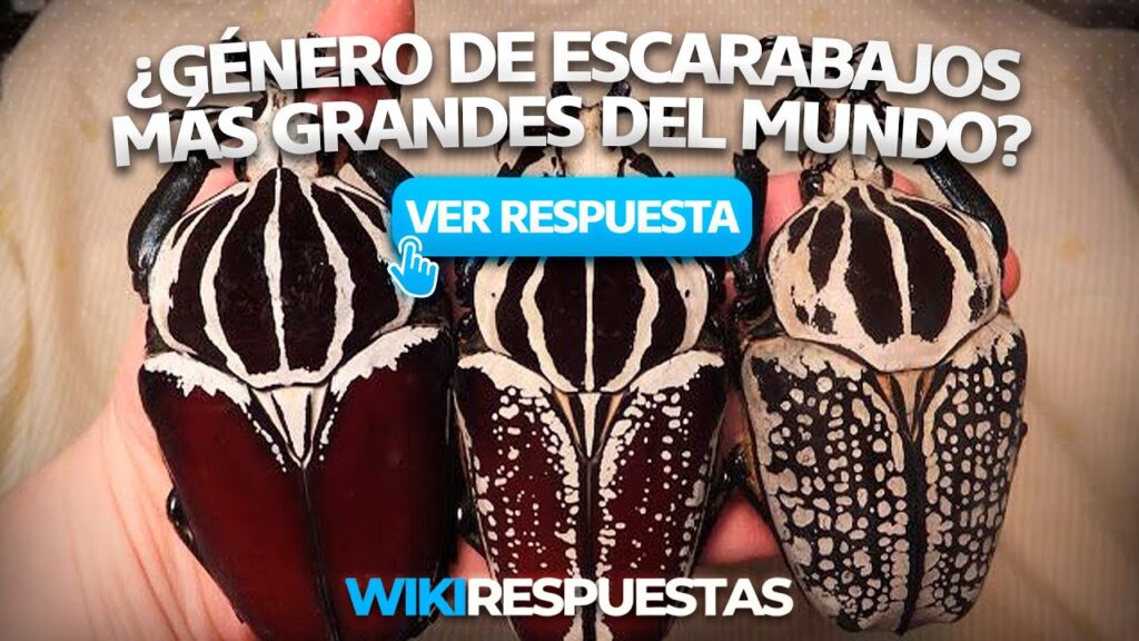 Explorando los Escarabajos más Grandes del Mundo: Género y Especies 1 Explorando los Escarabajos más Grandes del Mundo: Género y Especies