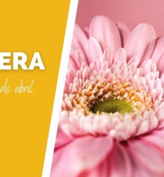 Significado y Simbolismo de las Gerberas Amarillas