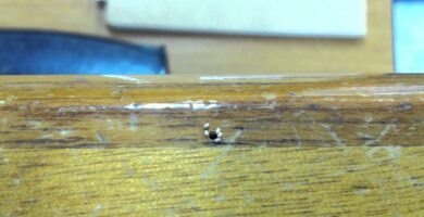 Identificar y Controlar el Gorgojo de Madera Eficazmente