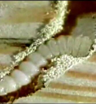 Eliminando Gusanos de Madera: Métodos Efectivos y Prevención 1 Eliminando Gusanos de Madera: Métodos Efectivos y Prevención