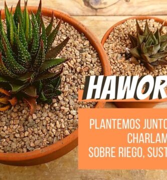 Guía Completa para el Cuidado y Mantenimiento de Haworthias