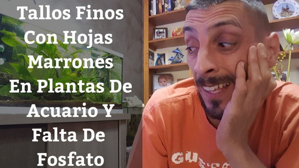 Usos y Beneficios de la Hoja Color Cafe Claro 1 Usos y Beneficios de la Hoja Color Cafe Claro