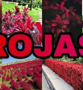 Descubre las Ventajas de Usar una Hoja Color Rojo