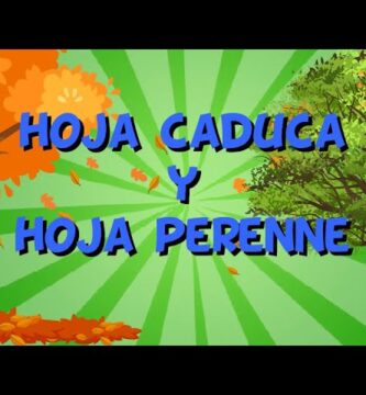 Identificando Hojas de Árboles y Arbustos que Viven Todo el Año
