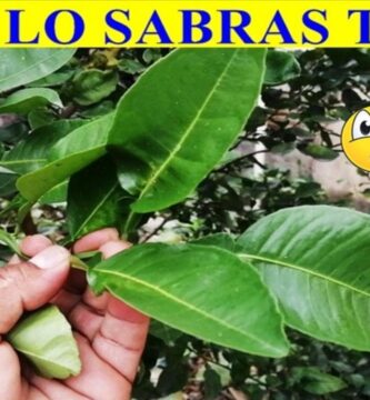 Contraindicaciones y Efectos Secundarios de las Hojas de Naranjo
