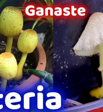 Combatir Hongos Amarillos en Plantas Efectivamente