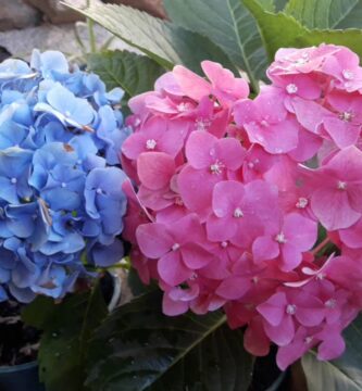 Secretos de Cultivo y Cuidados para la Hortência Azul
