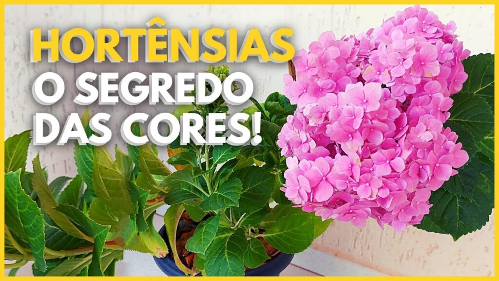 Cuidado y Cultivo de la Hortensia Rosa: Guía Definitiva 1 Cuidado y Cultivo de la Hortensia Rosa: Guía Definitiva