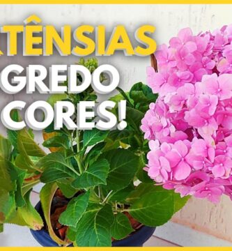 Cuidado y Cultivo de la Hortensia Rosa: Guía Definitiva