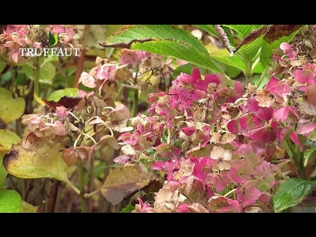 Cómo Cuidar una Hortensia Verde Adecuadamente 1 Cómo Cuidar una Hortensia Verde Adecuadamente