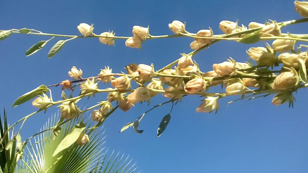 Descubriendo la Jamaica Blanca: Un Paraíso Tropical Inexplorado 1 Descubriendo la Jamaica Blanca: Un Paraíso Tropical Inexplorado