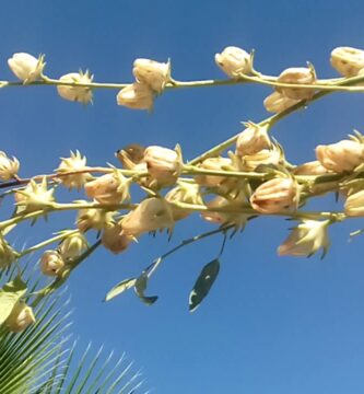 Descubriendo la Jamaica Blanca: Un Paraíso Tropical Inexplorado