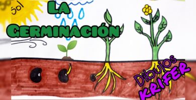 La Germinación para Niños: Guía de Colorear 5 La Germinación para Niños: Guía de Colorear