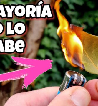 Beneficios y Usos Culinarios del Laurel Seco en Cocina 1 Beneficios y Usos Culinarios del Laurel Seco en Cocina
