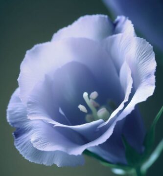 Descubre el Exquisito Encanto del Lisianthus Lila: Guía Completa