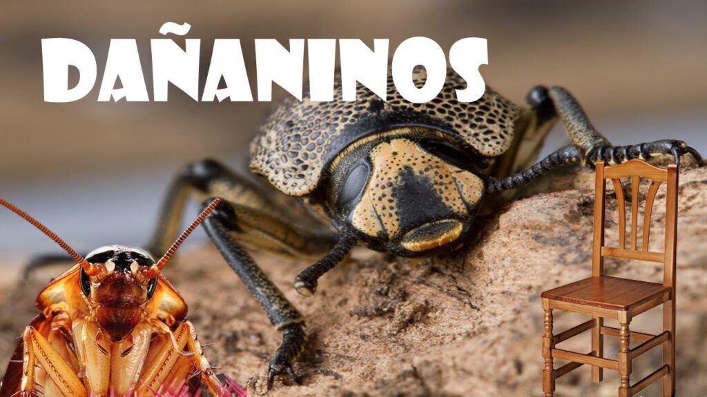 Identificando los insectos que roen la madera 1 Identificando los insectos que roen la madera