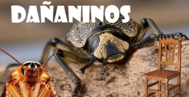 Identificando los insectos que roen la madera 10 Identificando los insectos que roen la madera