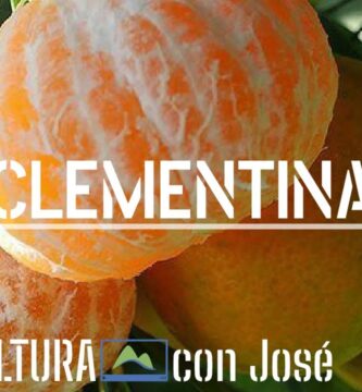 Descubre los Beneficios de la Mandarina Grande