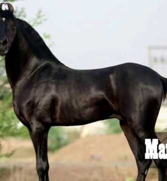 Guía Completa Sobre Las Mejores Marcas De Caballos