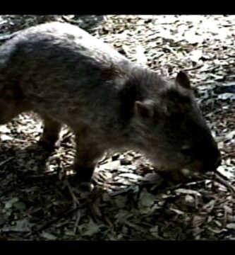 Guía Completa de Marsupiales Herbívoros Australianos: Dieta y Hábitat