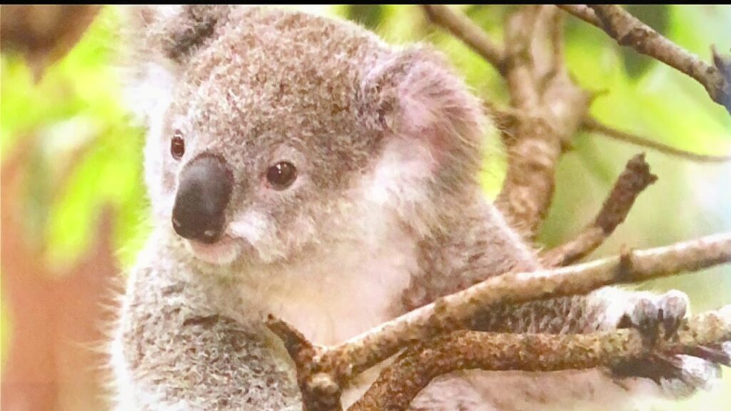 Pequeños Marsupiales Arborícolas: Vida en los Árboles 1 Pequeños Marsupiales Arborícolas: Vida en los Árboles