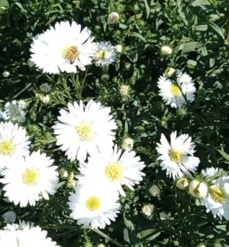 Montecasino Flor: Cuidados, Origen y Significado Único
