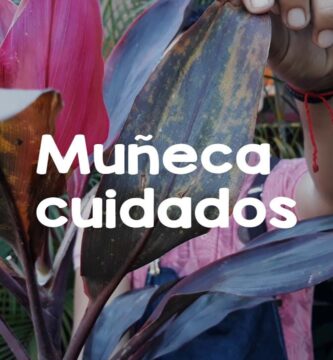 Muñeca Planta: Guía Completa para Coleccionistas apasionados