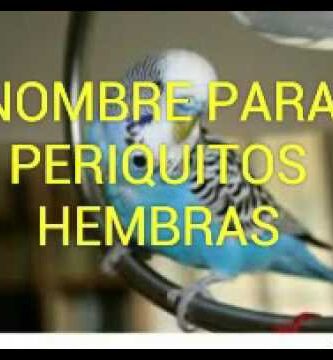 Guía Completa para Elegir Nombres de Pericos Hembras Adecuados