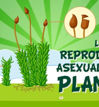 Guía Completa de Nombres de Plantas Asexuales