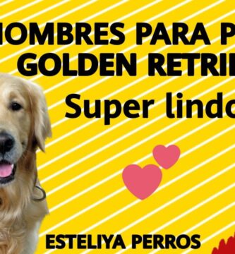 Los Mejores Nombres Creativos para tu Golden Retriever