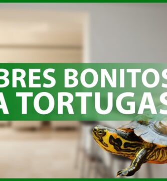 Guía Definitiva de Nombres Creativos para Tortugas Macho