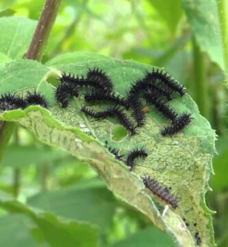 Identificación y Ciclo de Vida: Oruga Negra Mariposa